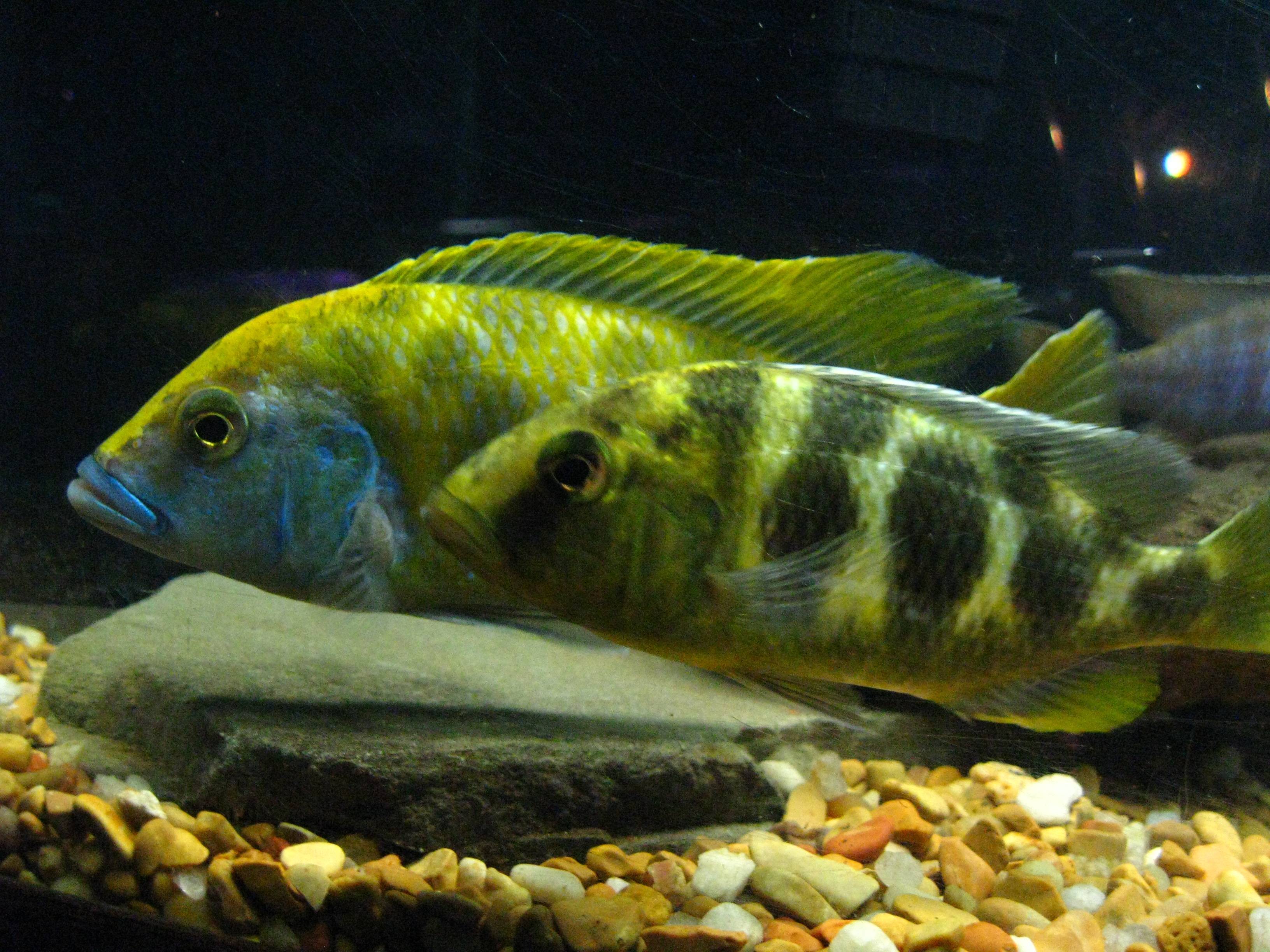 Золотая рыбка в аквариуме уход и содержание: виды, уход, содержание, разведение, совместимость, описание, фото