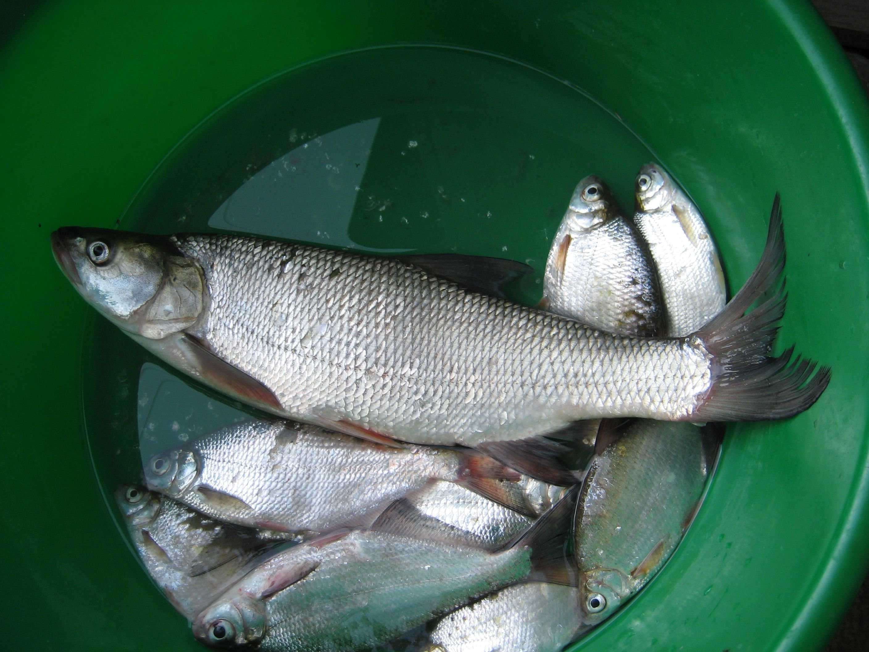 Вырезуб рыба: фото, википедия, описание