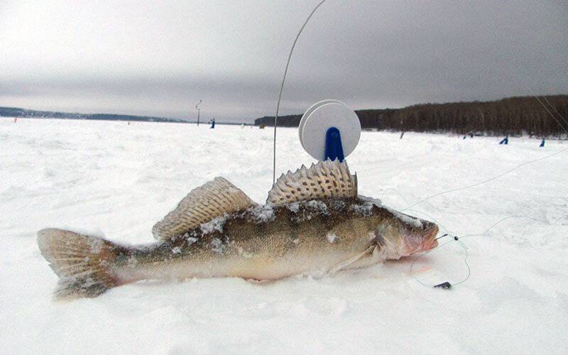 Рыбалка на спиннинг | спиннинг клаб - советы для начинающих рыбаков
ловля судака на жерлицы зимой – как правильно рыбачить