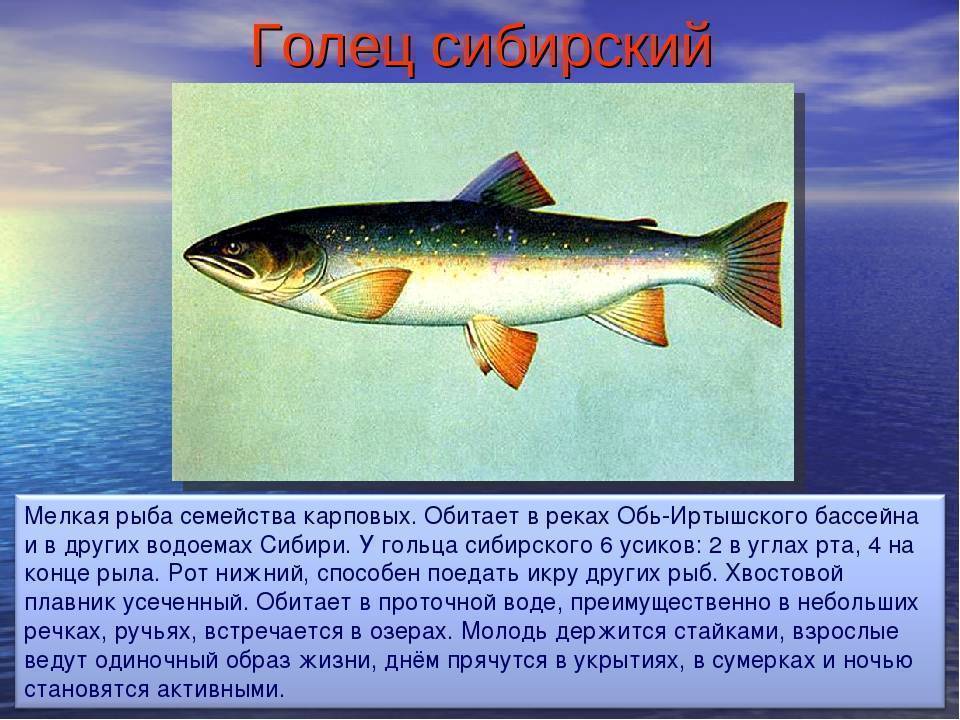 Рыба голец????: фото и описание. как выглядит голец????, чем питается и где водится