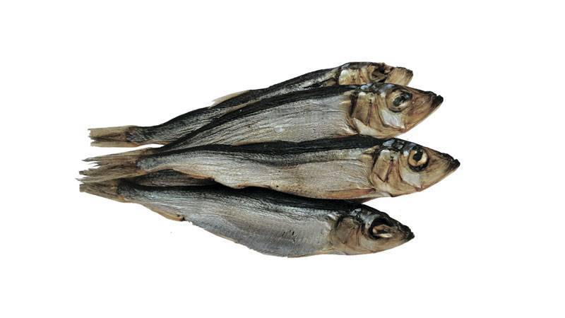 Салака морская или речная рыба — ловись рыбка