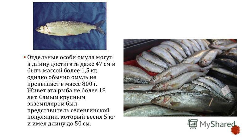Рыбалка на байкале: ловля летом на удочку, какая балтийская рыба водится в озере