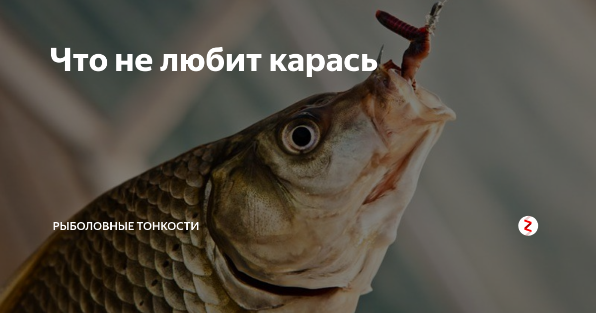 Какие запахи нравятся карасю: рыболовные хитрости при ловле