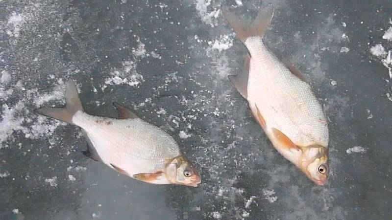 Карась в апреле со льда. рыбалка на карася по последнему льду