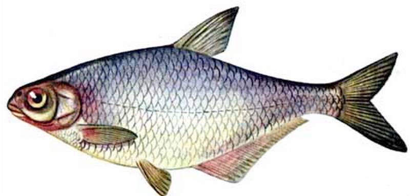 Пресноводная рыба синец, фото и описание