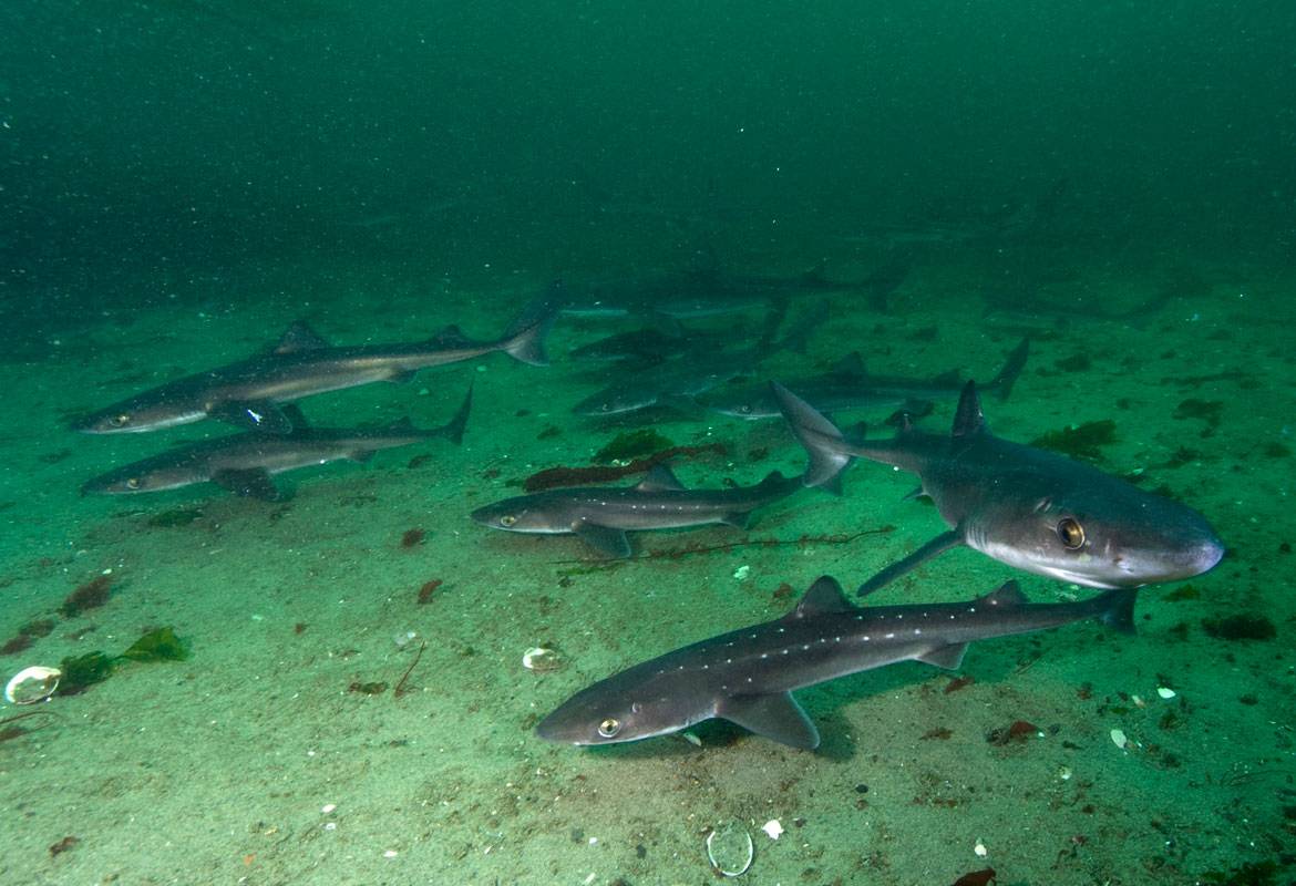Катран – главная акула черного моря