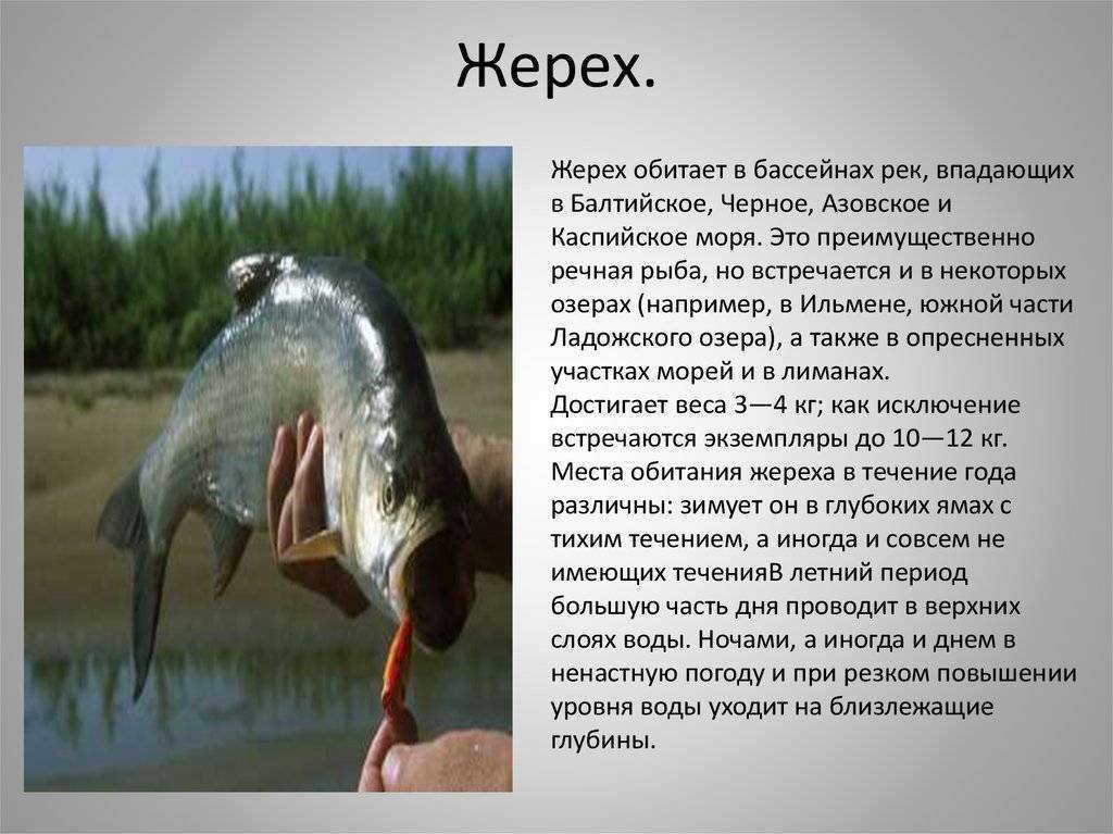 На что ловят жереха – лучшие наживки и приманки