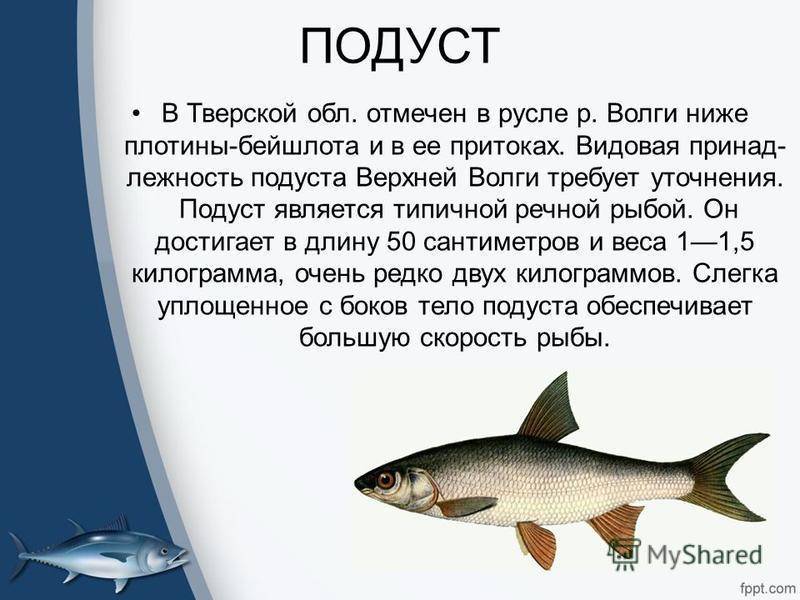 Подуст — описание и фото