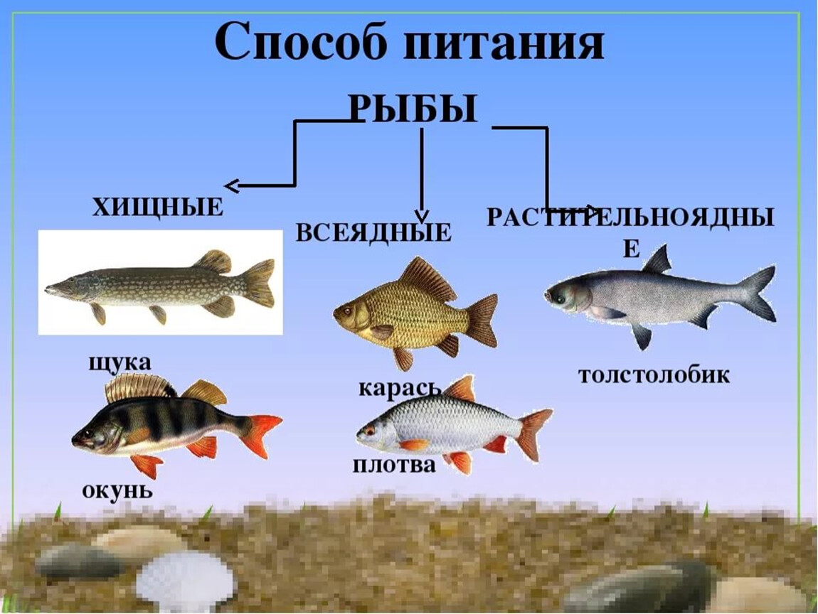 Рыбы примеры 3 класс. Питание рыб. Рыбы Хищные и растительноядные. Хищные и травоядные рыбы. Рыбы по типу питания.