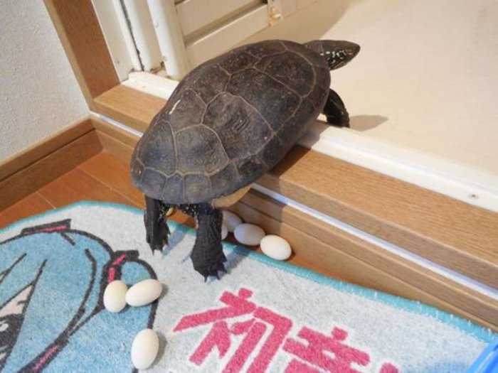 Как выбрать черепаху для дома: советы по выбору и уходу за питомцем