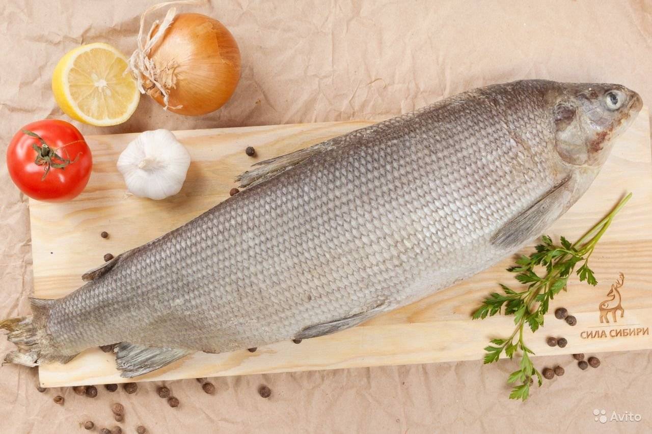 Муксун рыба: описание с фото, рецепты приготовления, как ловить