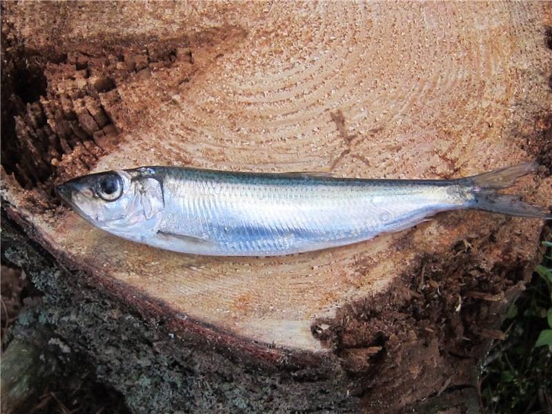 Ловля рыбы салака: фото, описание и способы ловли