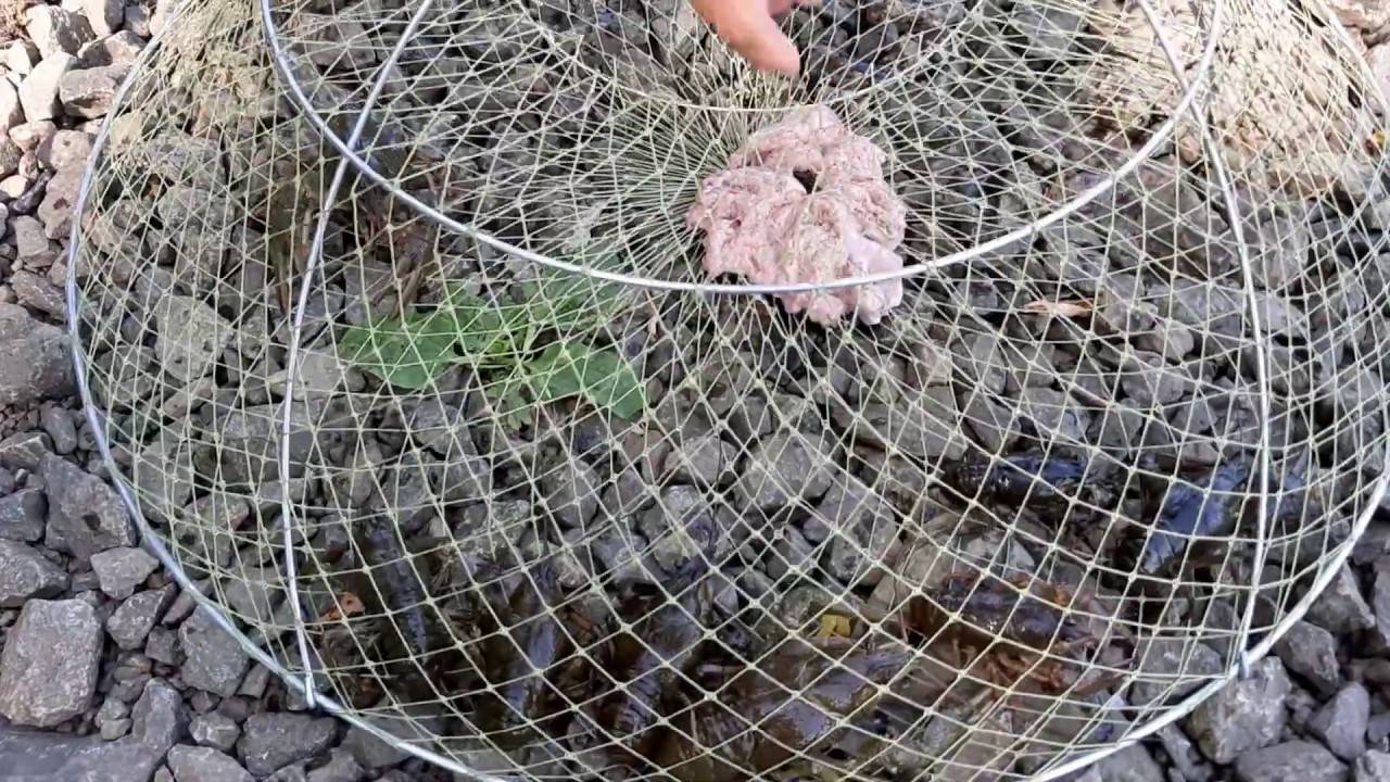 На что ловить раков в раколовке – лучшие приманки