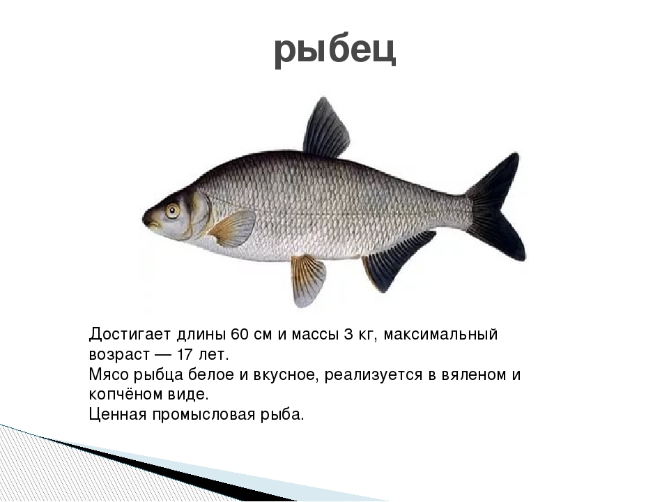Ловля рыбца: особенности вида и способы ужения