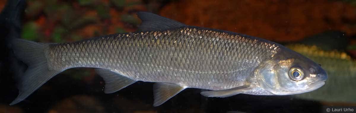 Рыба елец: описание, образ жизни, пищевые предпочтения и способы ловли