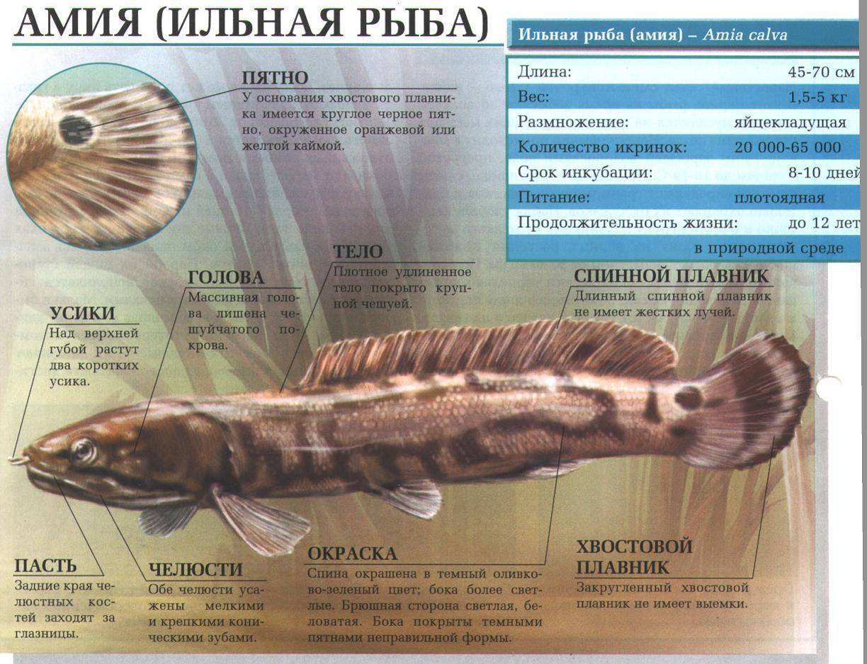 Аквариумные сомы: как выглядит рыба, рыбки сомики виды фото, название, описание, разновидности
