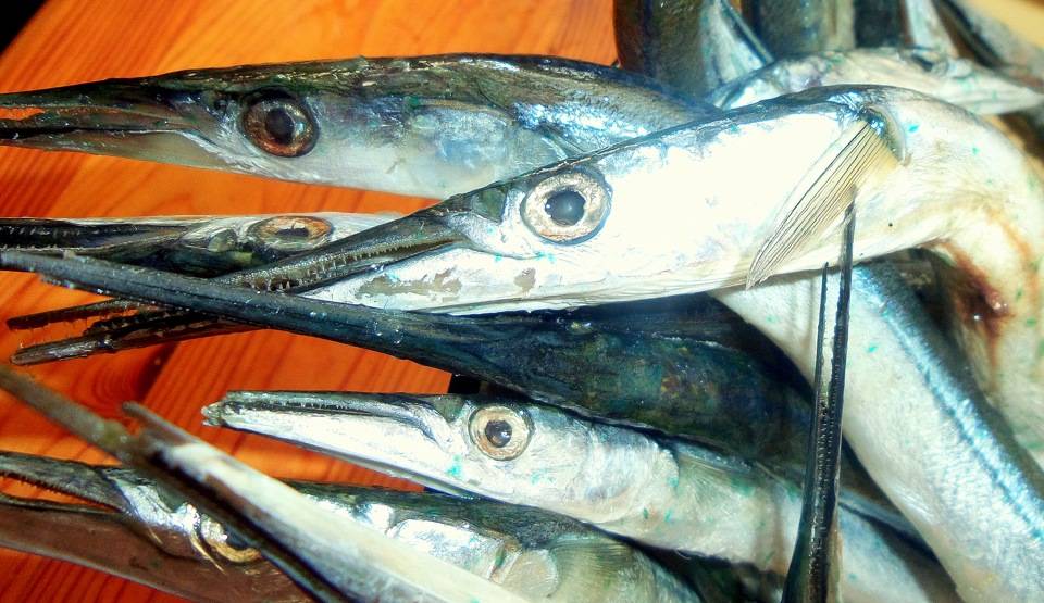 Рыба сарган (45 фото): описание, где и на что ловить, как поймать, мест обитания, характеристик рыбы и полезных свойств