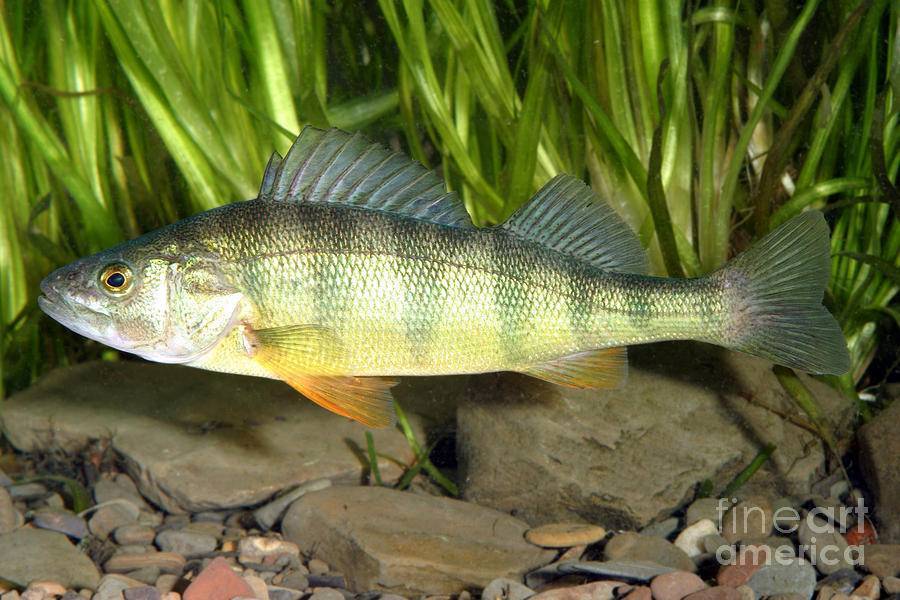 Терпуг рыба. описание, особенности, образ жизни и среда обитания хищницы | животный мир