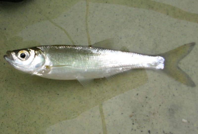 Рыба шемая – фото, описание, ареал, питание, популяция