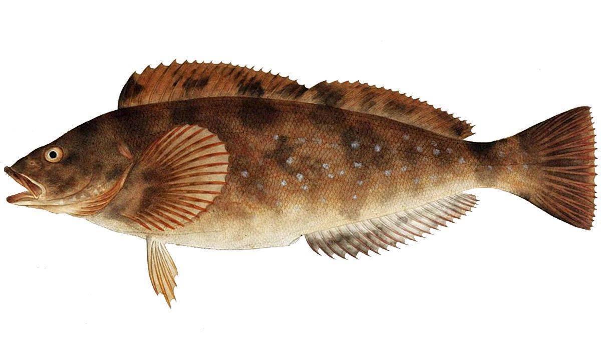 Терпуг речная или морская рыба. описание обитателя северных морей