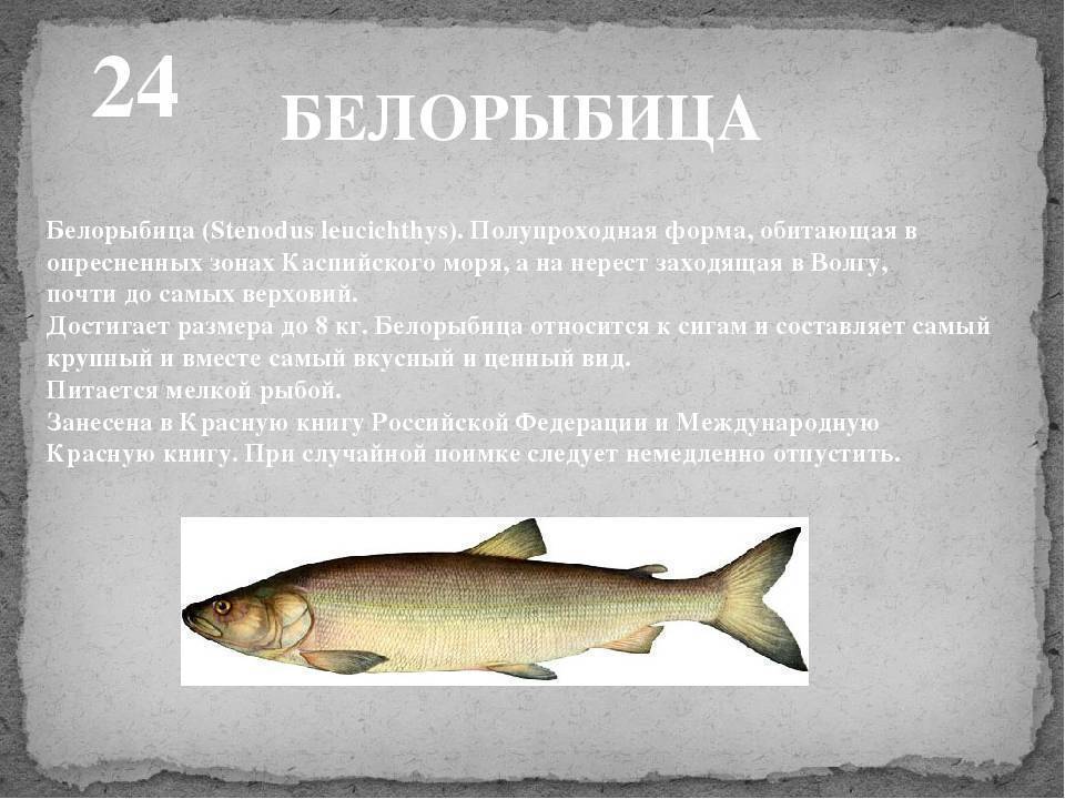 Рыба нельма фото и описание, рецепты