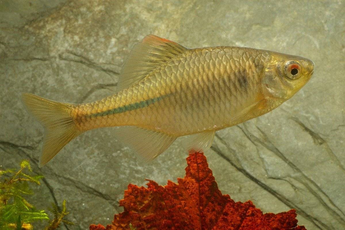 Рыбка горчак (rhodeus amarus)