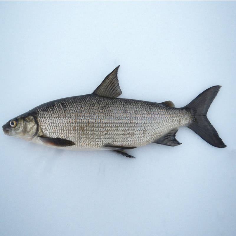 Рыба семейства сиговых: какие виды относятся к семейству, как называются и где можно поймать