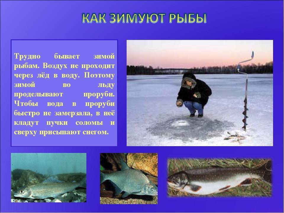 ✅ как зимуют рыбы? как рыбы зимуют - elpaso-antibar.ru