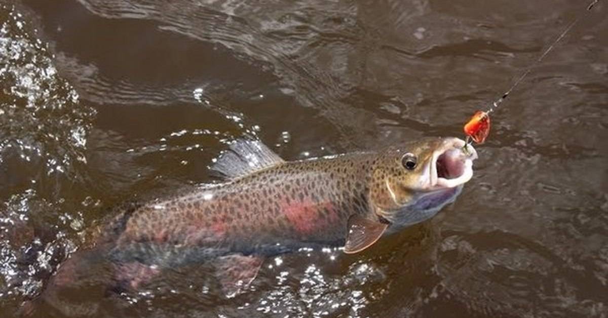 Рыбалка на лене. описание реки, фото и видео. какая рыба ловится?