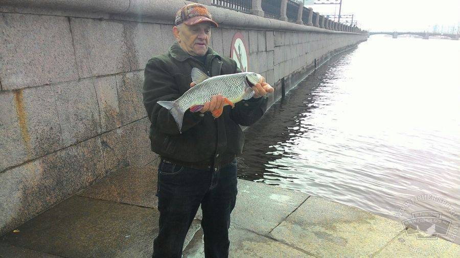 Рыбалка в ленинградской области: топ мест для трофеев
