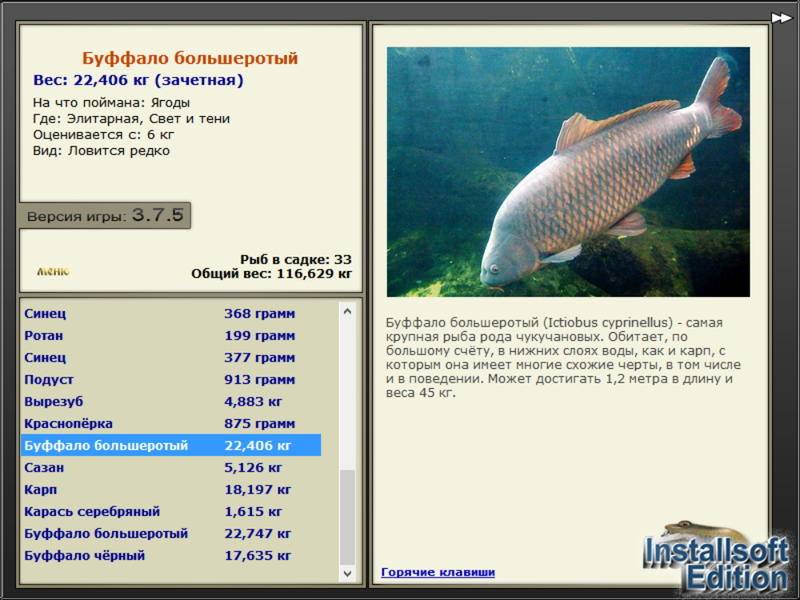 Большеротый буффало: биологические особенности и способы ловли этой рыбы