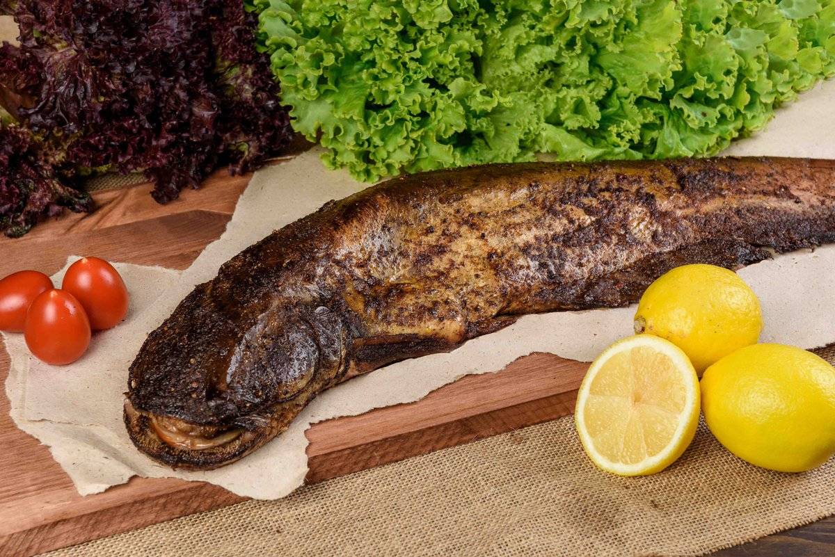 Копченый сом в домашних условиях: рецепты горячего и холодного методов