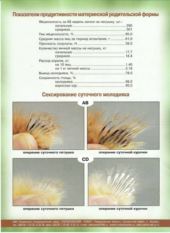 Куры породы супер ник: содержание, описание, особенности