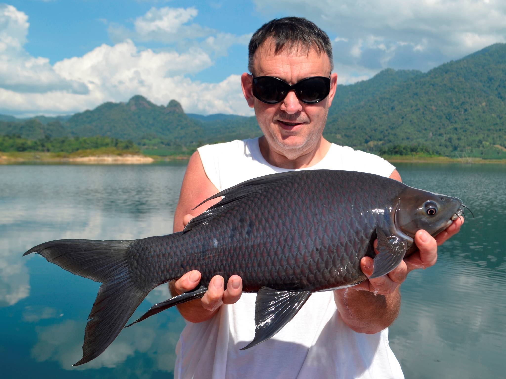 Амур черный фото и описание – каталог рыб, смотреть онлайн