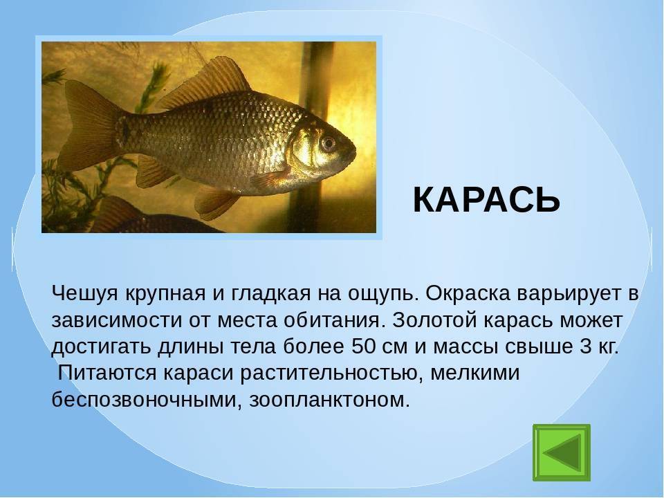 Линь: описание рыбы, места обитания, что ест, популяция