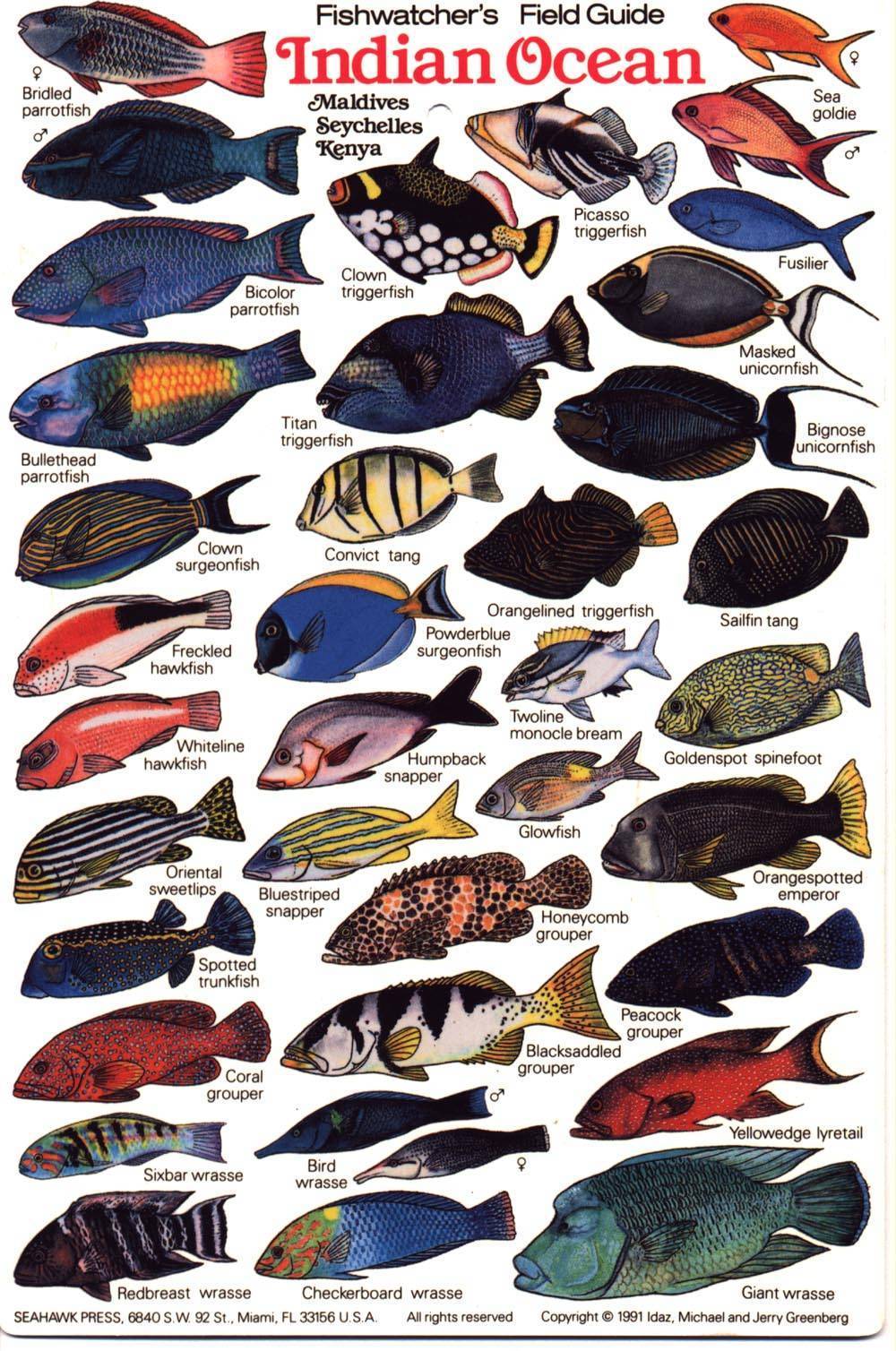 Виды и название аквариумных рыбок с фото и подробным описанием