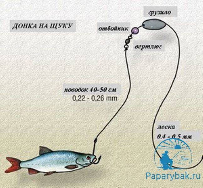 Ловля судака на донку - монтаж оснастки и тактика рыбалки