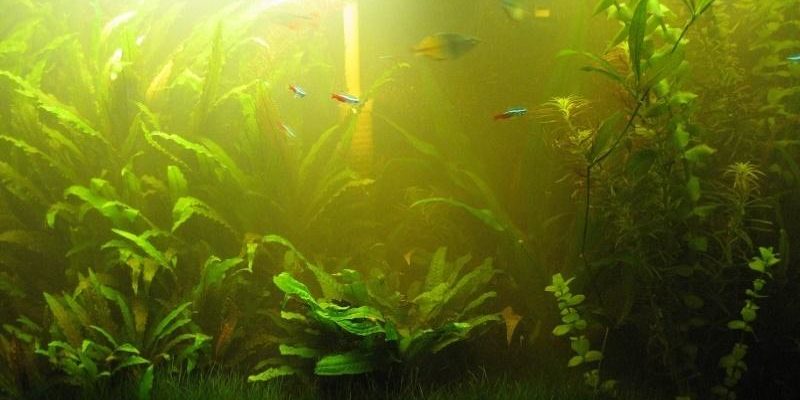 Почему зеленеет вода в аквариуме – причины, профилактика, рекомендации