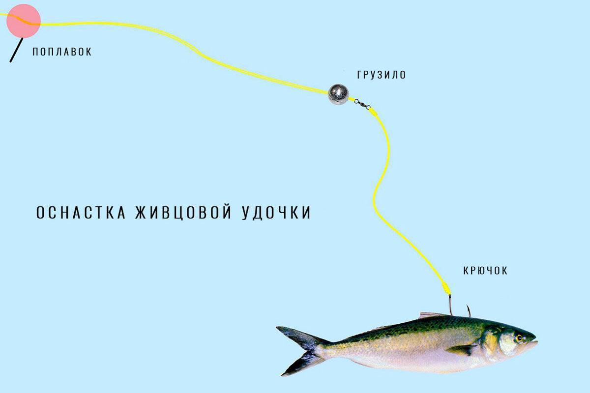 Ловля щуки на живца удочкой с поплавком и без него