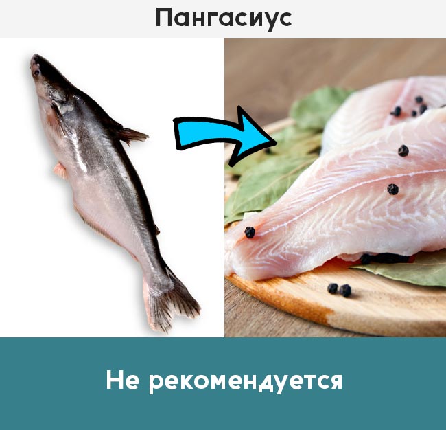 13 видов рыбы, которые нельзя есть :: инфониак