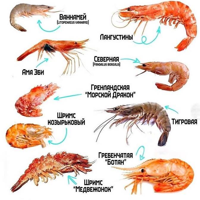 Креветка: внешний вид, фото, особенности, интересные факты, среда обитания