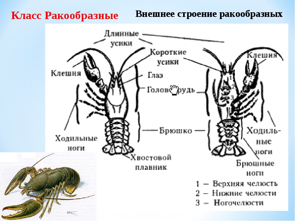 Cиликоновые приманки для лова хищной рыбы: виды, как насаживать