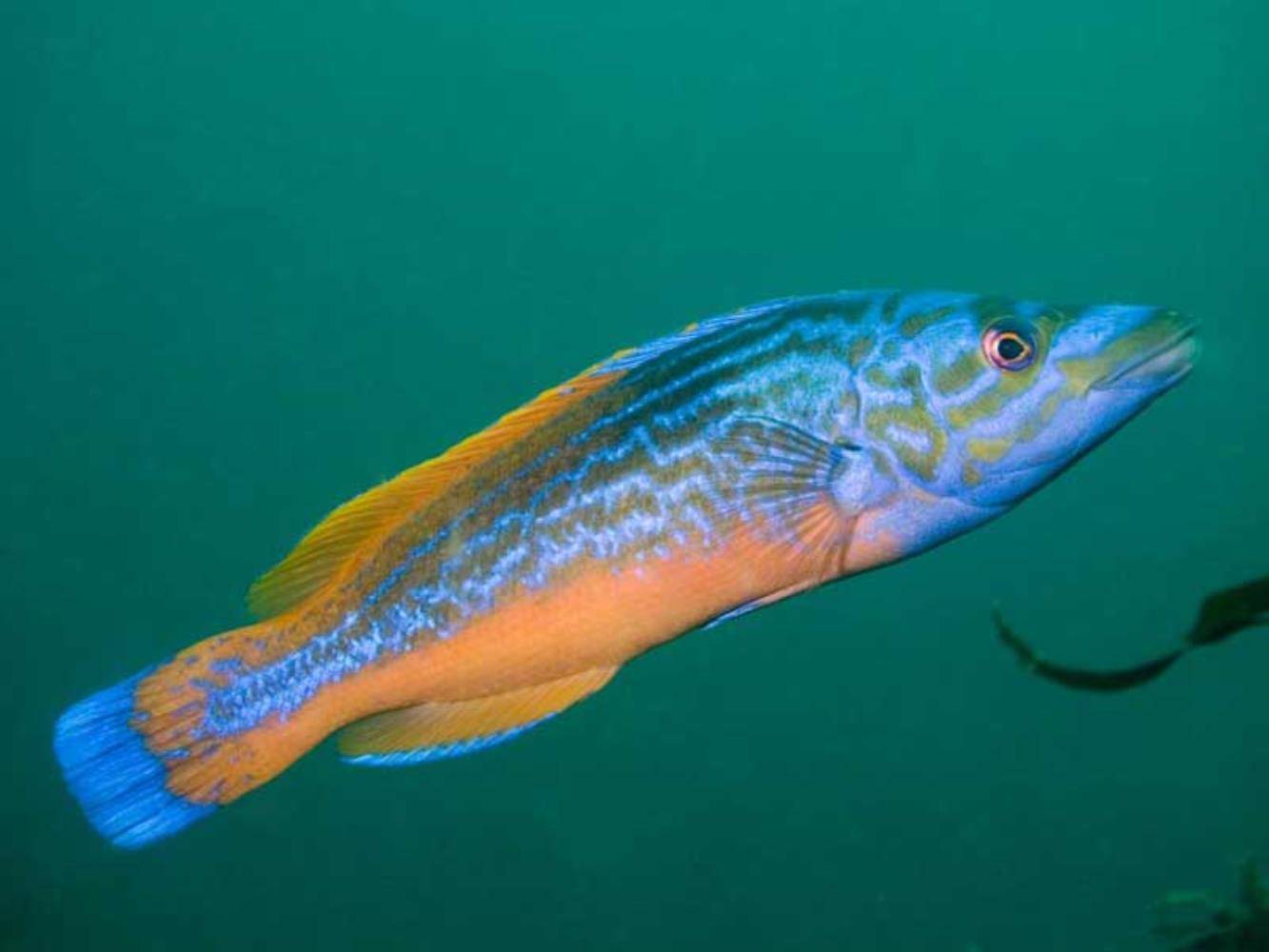 Морской петух (рыба): описание, фото