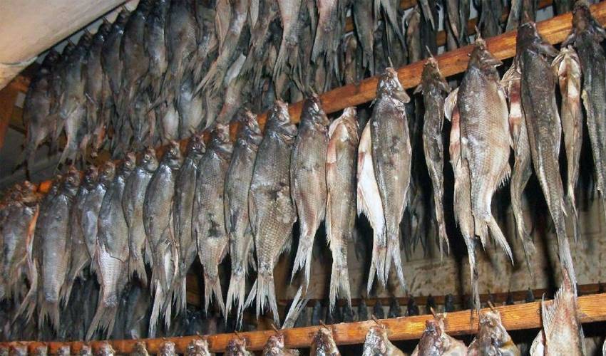Как вкусно и просто солить окуня в домашних условиях