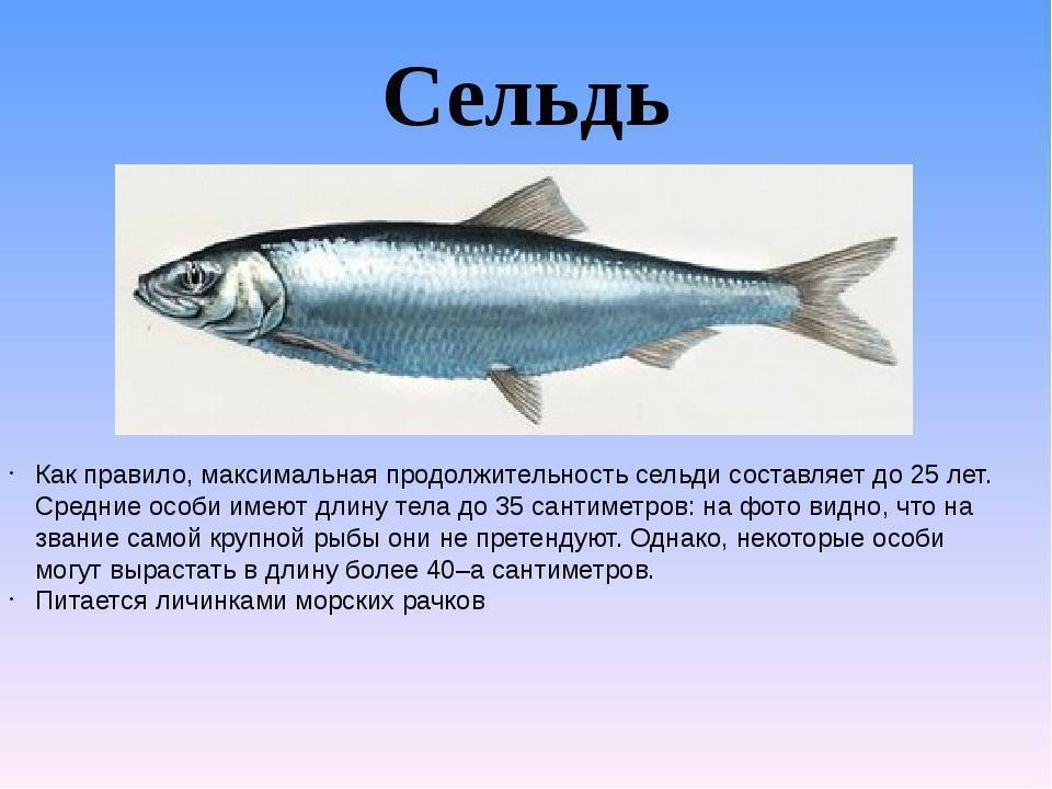 ???? рыба салака: описание вида, польза, как выбрать и приготовить