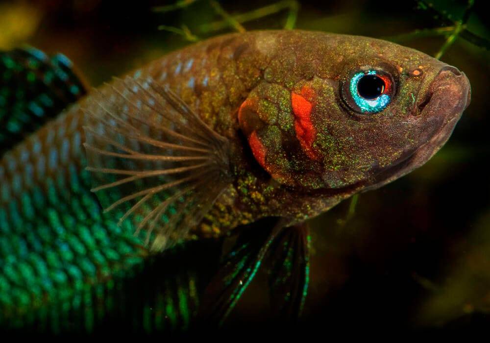 Лабиринтовые рыбки для аквариума: перечень и названия видов, фото
