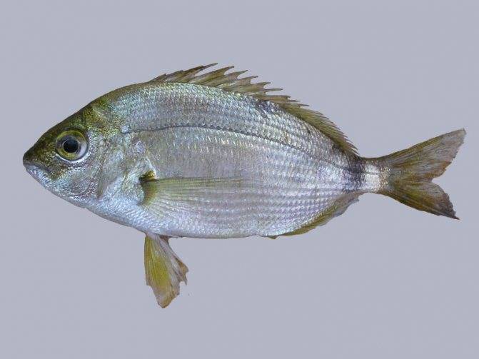 Рыба «карась-многозуб морской» фото и описание