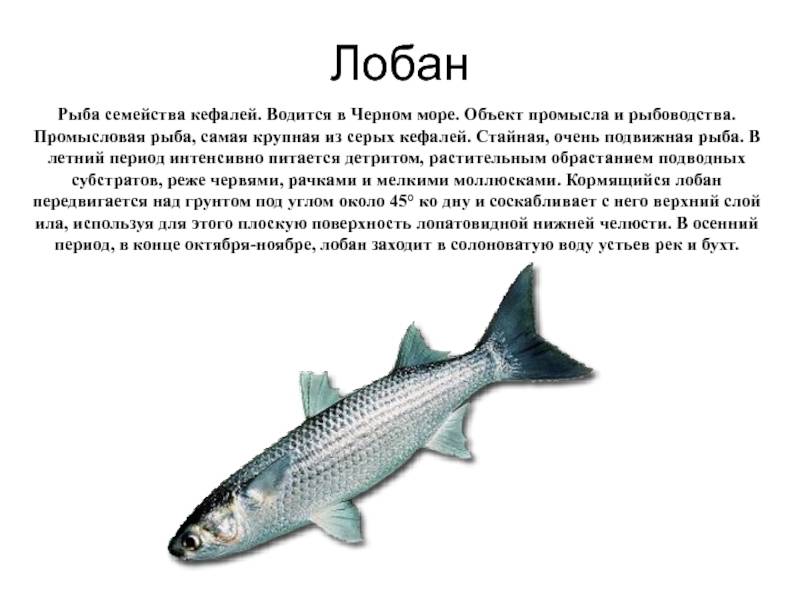 Образ жизни рыбы кефаль: способы ловли на любительские удочки - читайте на сatcher.fish