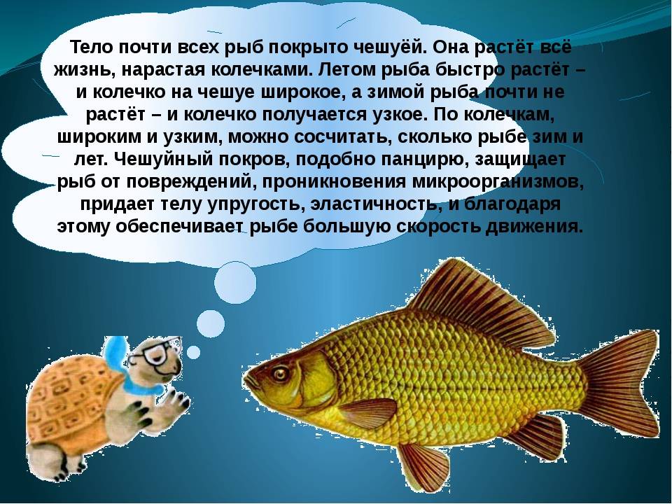Особенности рыб 2 класс. Доклад про рыб. Рыба для презентации. Рассказ о рыбе. Презентация на тему рыбы.