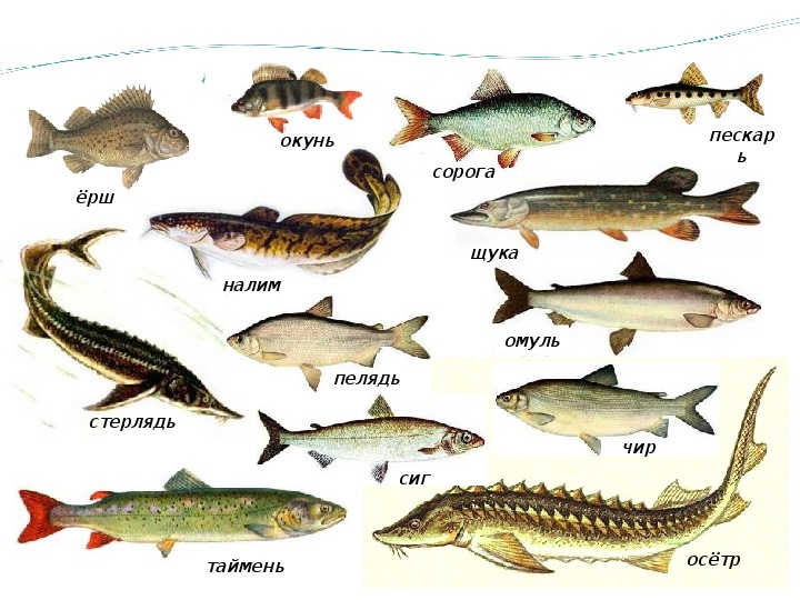 Сом: что за рыба, где водится, описание, фото, польза и вред